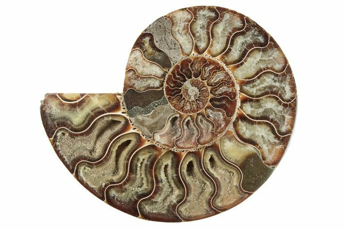 Cut & Polished Ammonite Fossil (Half) - Madagascar #200099